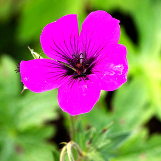Armenischer Storchschnabel 'Matu Vu' (Geranium psilostemon JS)