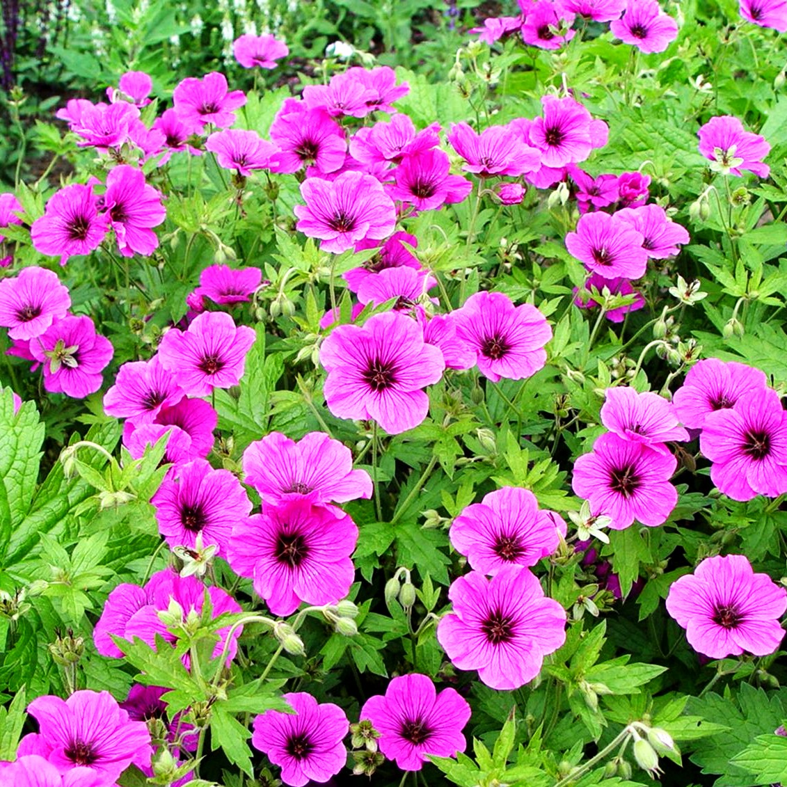Armenischer Storchschnabel 'Matu Vu' (Geranium psilostemon JS)
