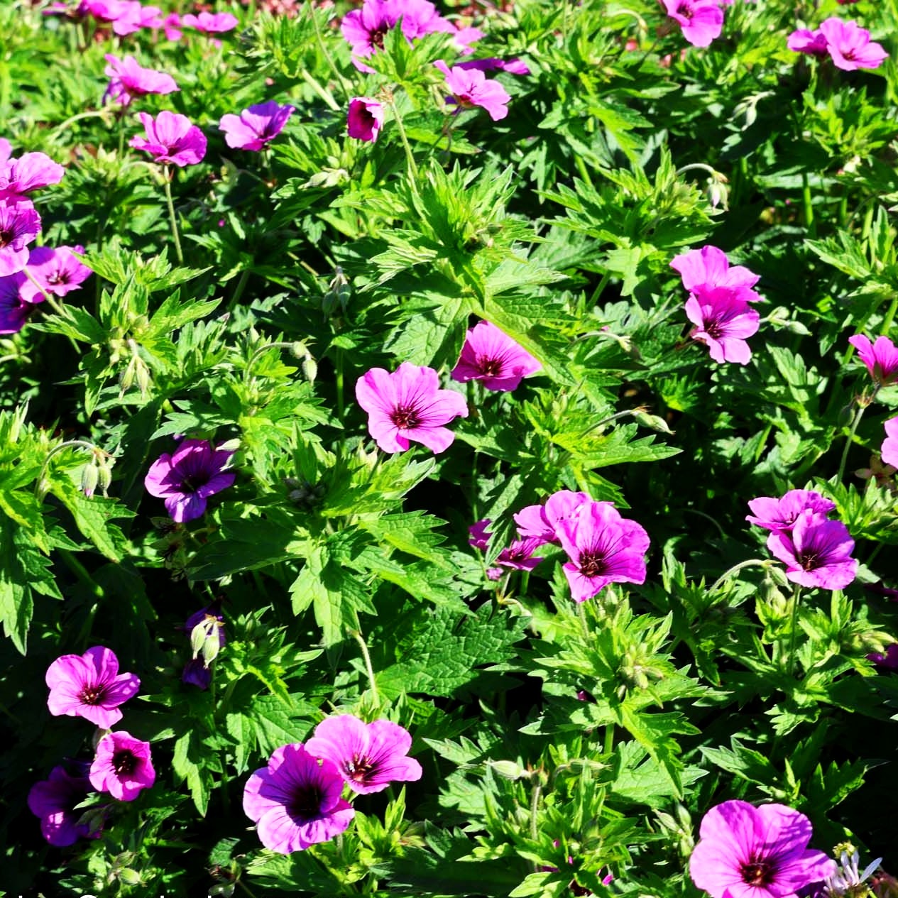 Armenischer Storchschnabel 'Matu Vu' (Geranium psilostemon JS)