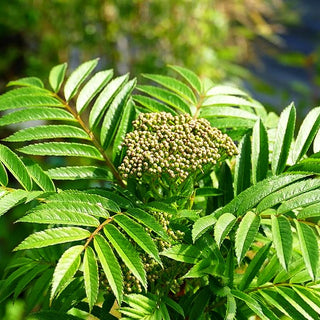 Arnolds Eberesche 'Golden Wonder' (Sorbus x arnoldiana)