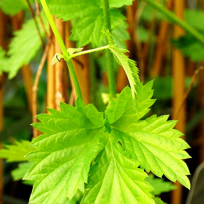 Aroma-Hopfen 'Hallertauer Aroma' (Humulus lupulus)