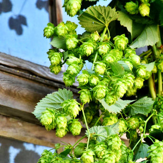 Aroma-Hopfen 'Hallertauer Tradition' (Humulus lupulus)