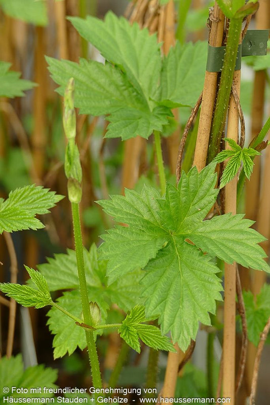 Aroma-Hopfen 'Hersbrucker Pure' (Humulus lupulus)