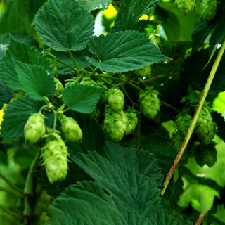 Aroma-Hopfen 'Pure' (Humulus lupulus)
