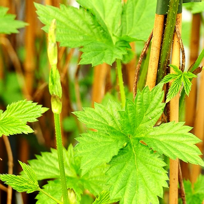 Aroma-Hopfen 'Pure' (Humulus lupulus)