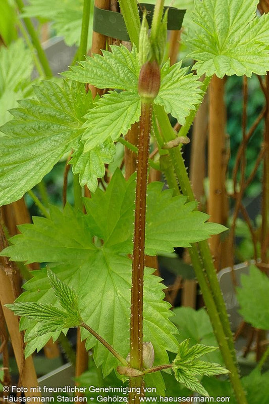Aroma-Hopfen 'Northern Brew' (Humulus lupulus)