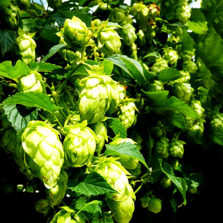 Aroma-Hopfen 'Northern Brew' (Humulus lupulus)