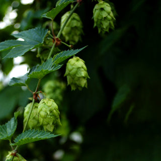 Aroma-Hopfen 'Opal' (Humulus lupulus)