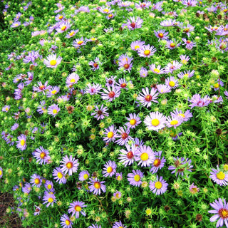 Aromatische Aster 'October Skies' (Aster oblongifolius)