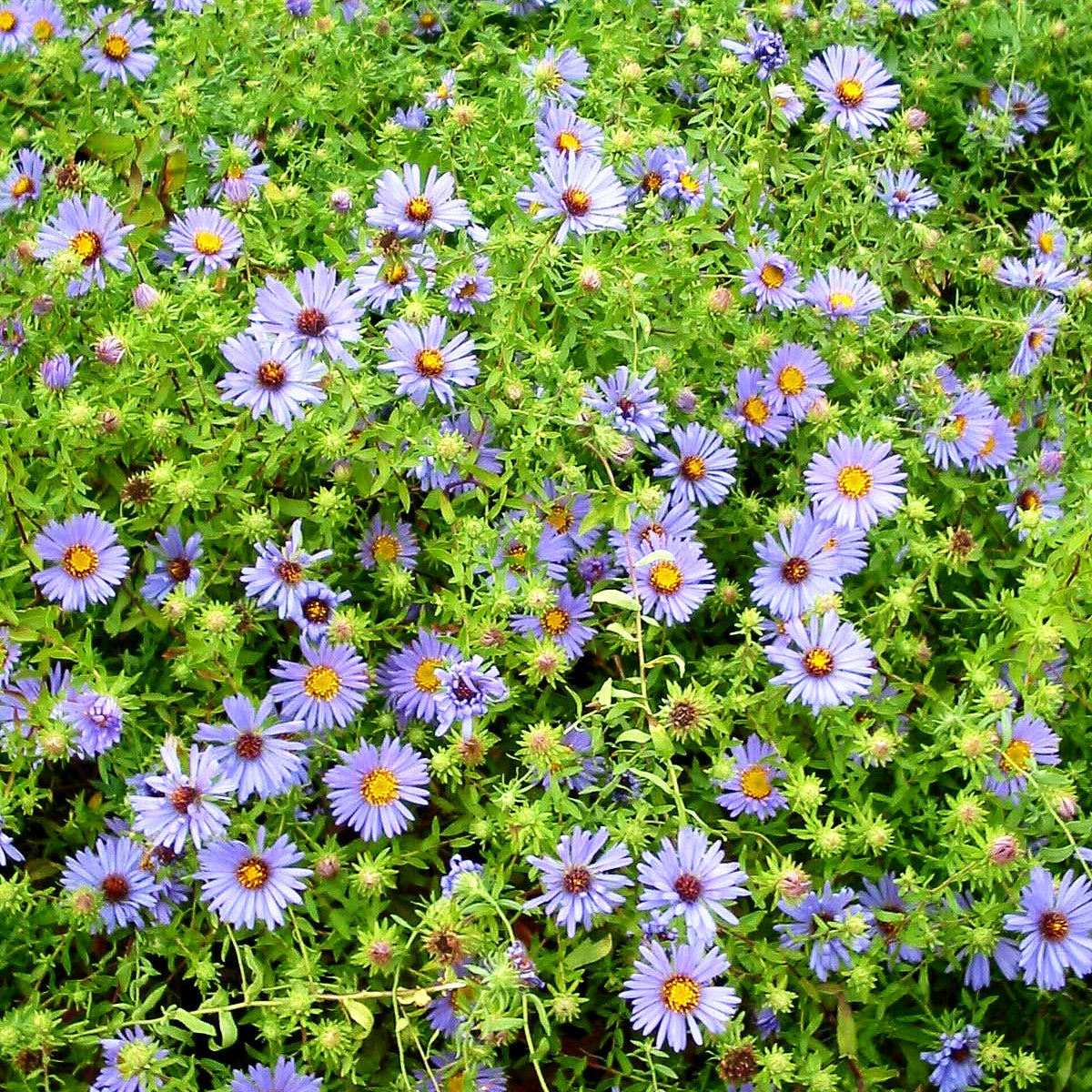 Aromatische Aster 'October Skies' (Aster oblongifolius)