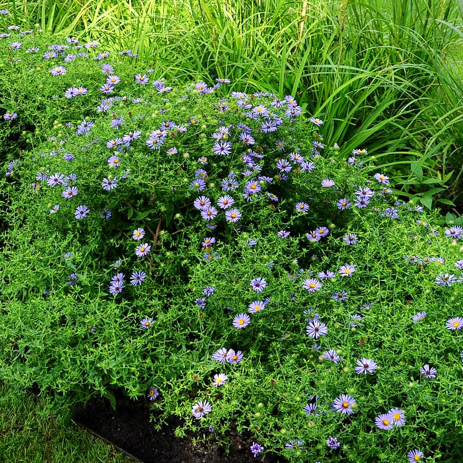 Aromatische Aster 'October Skies' (Aster oblongifolius)