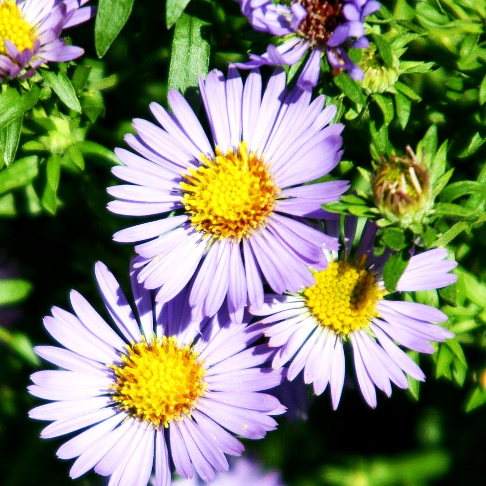 Aromatische Aster 'October Skies' (Aster oblongifolius)