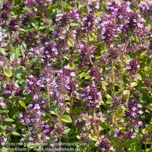 Arznei-Thymian, Quendel (Thymus pulegioides)