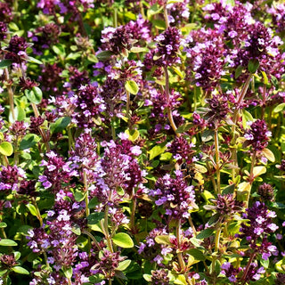Arznei-Thymian, Quendel (Thymus pulegioides)