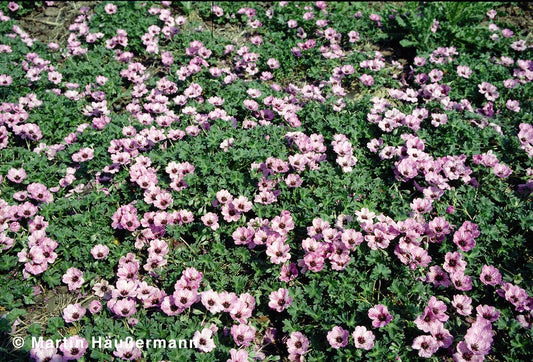 Aschgrauer Storchschnabel 'Ballerina' (Geranium cinereum)
