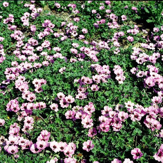 Aschgrauer Storchschnabel 'Ballerina' (Geranium cinereum)