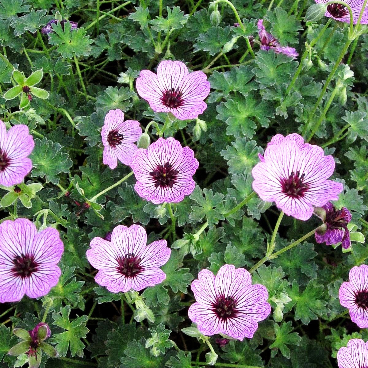 Aschgrauer Storchschnabel 'Ballerina' (Geranium cinereum)