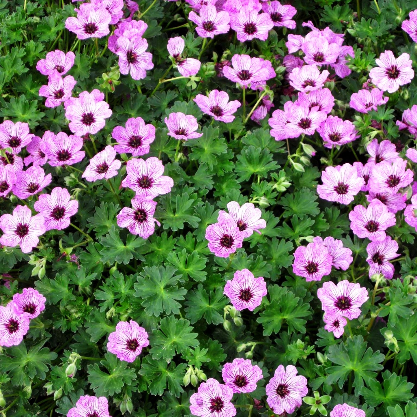 Aschgrauer Storchschnabel 'Ballerina' (Geranium cinereum)