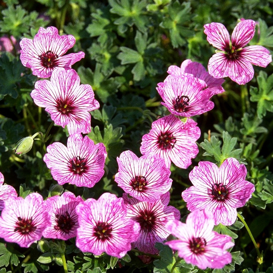 Aschgrauer Storchschnabel 'Ballerina' (Geranium cinereum)