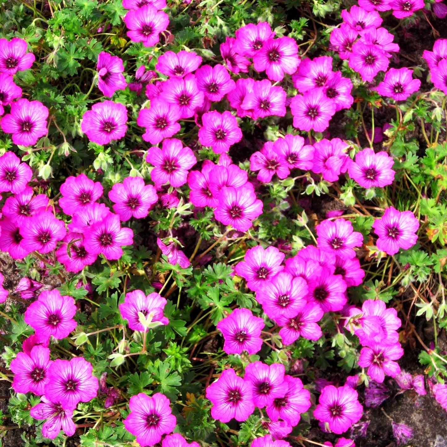 Aschgrauer Storchschnabel 'Carol' (Geranium cinereum)