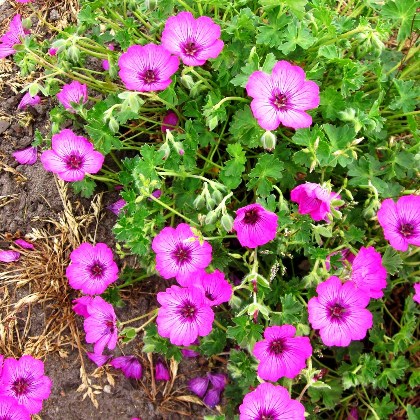 Aschgrauer Storchschnabel 'Carol' (Geranium cinereum)