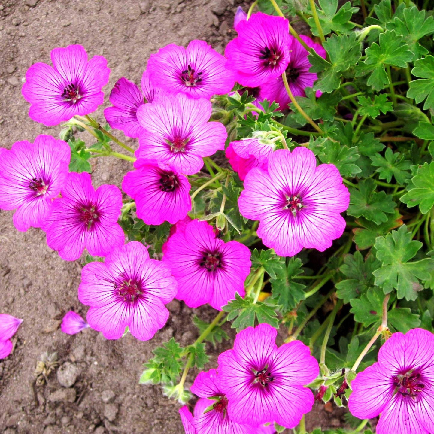Aschgrauer Storchschnabel 'Carol' (Geranium cinereum)