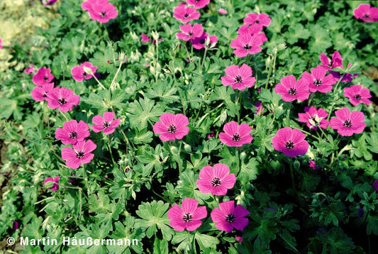 Aschgrauer Storchschnabel 'Purpureum' (Geranium cinereum)