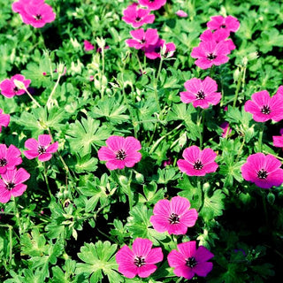 Aschgrauer Storchschnabel 'Purpureum' (Geranium cinereum)