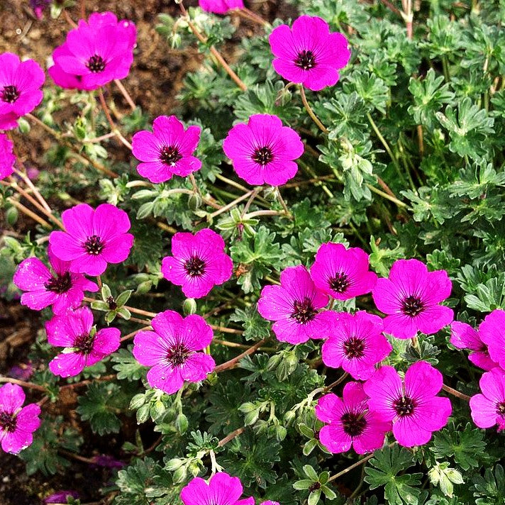 Aschgrauer Storchschnabel 'Purpureum' (Geranium cinereum)