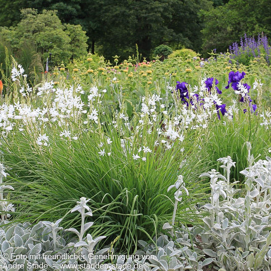Astlose Graslilie (Anthericum liliago)