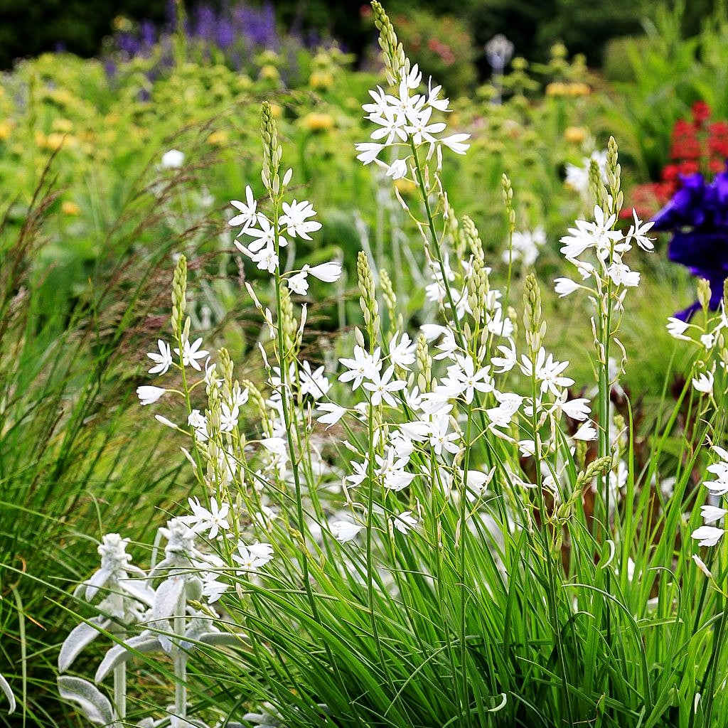 Astlose Graslilie (Anthericum liliago)