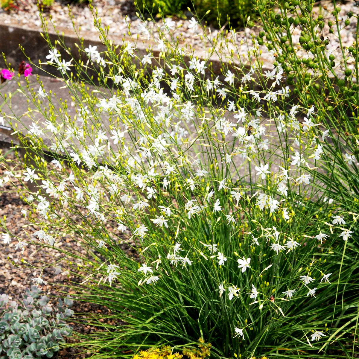 Astlose Graslilie (Anthericum liliago)