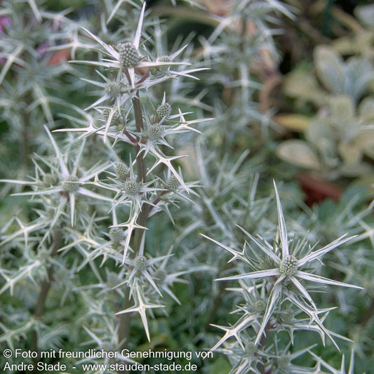 Atlas-Mannstreu (Eryngium variifolium)