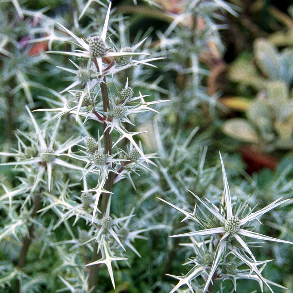 Atlas-Mannstreu (Eryngium variifolium)