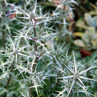 Atlas-Mannstreu (Eryngium variifolium)