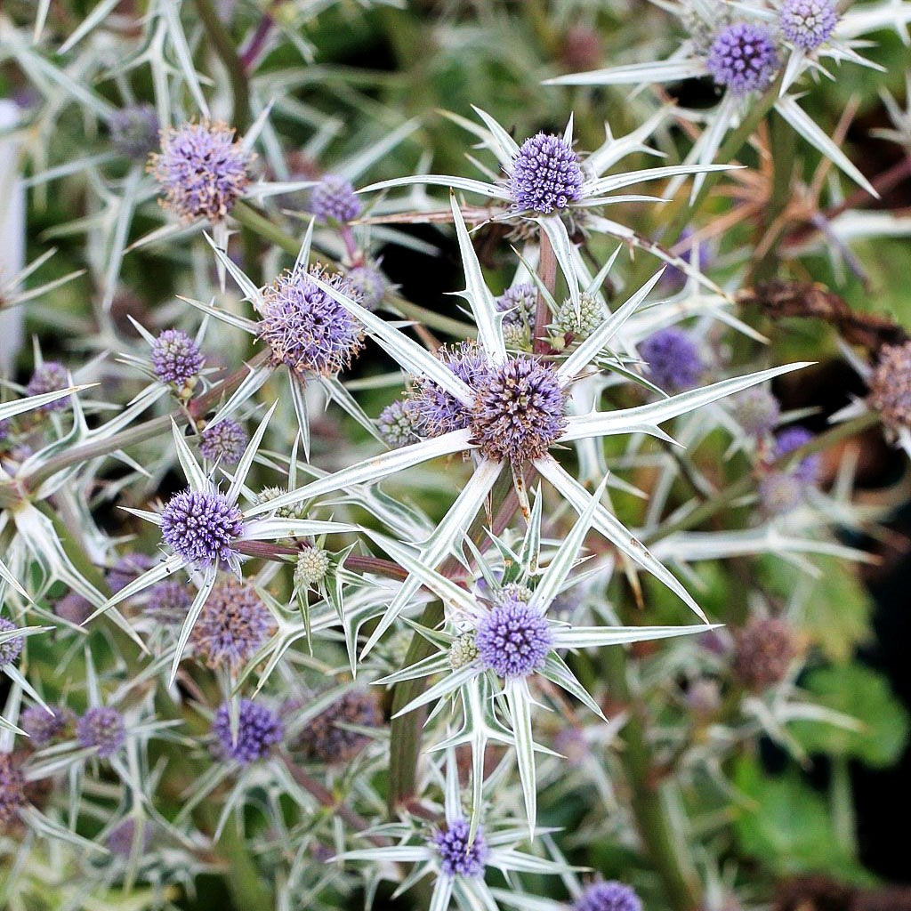 Atlas-Mannstreu (Eryngium variifolium)