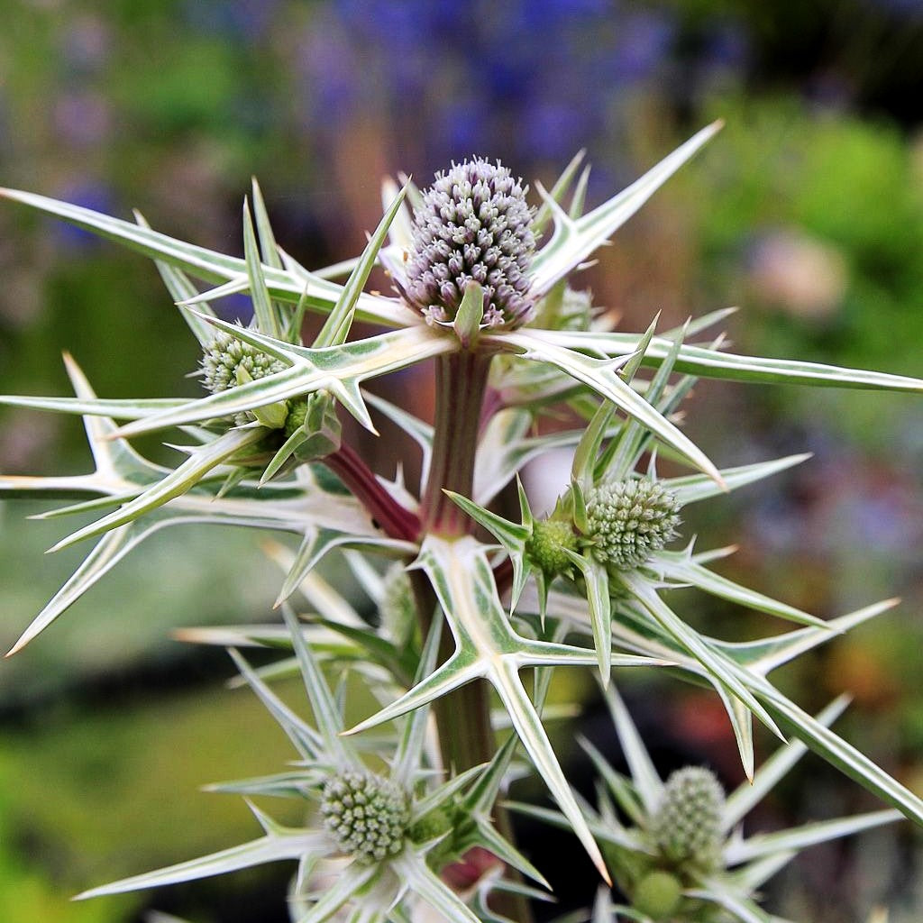Atlas-Mannstreu (Eryngium variifolium)