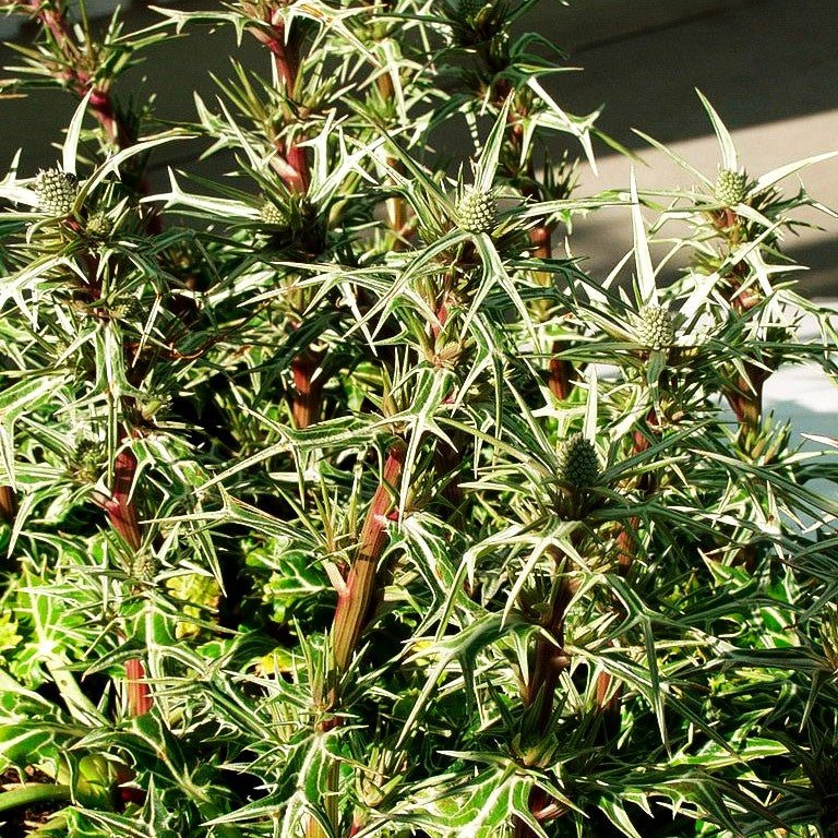 Atlas-Mannstreu (Eryngium variifolium)