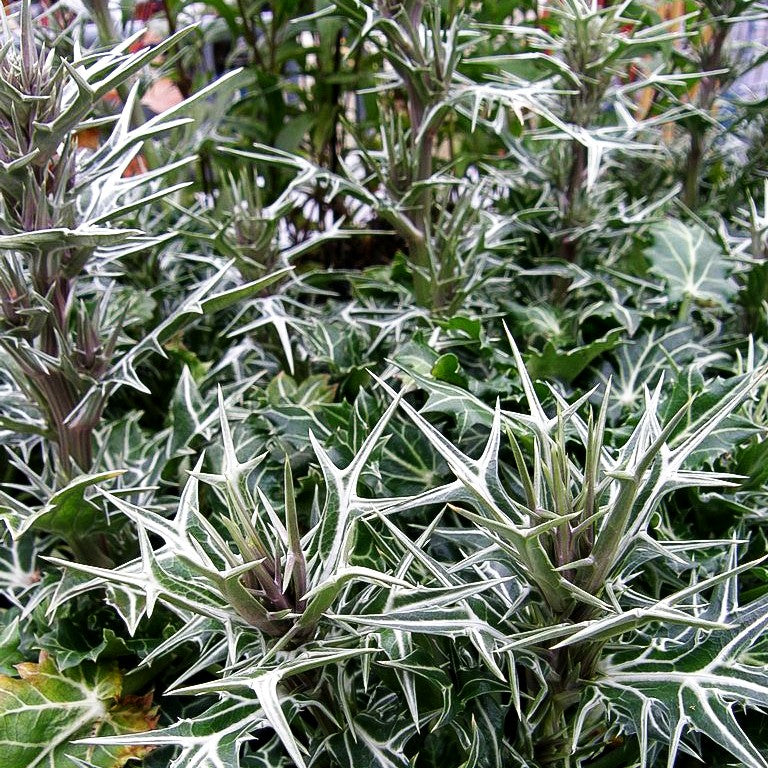 Atlas-Mannstreu (Eryngium variifolium)