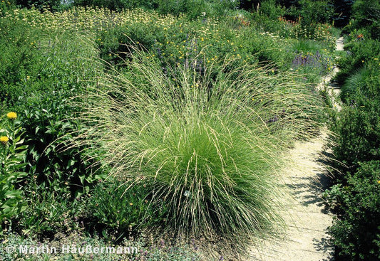 Atlas-Schwingel (Festuca mairei)