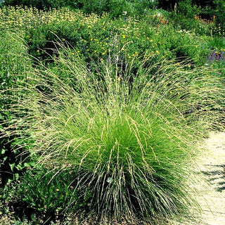 Atlas-Schwingel (Festuca mairei)