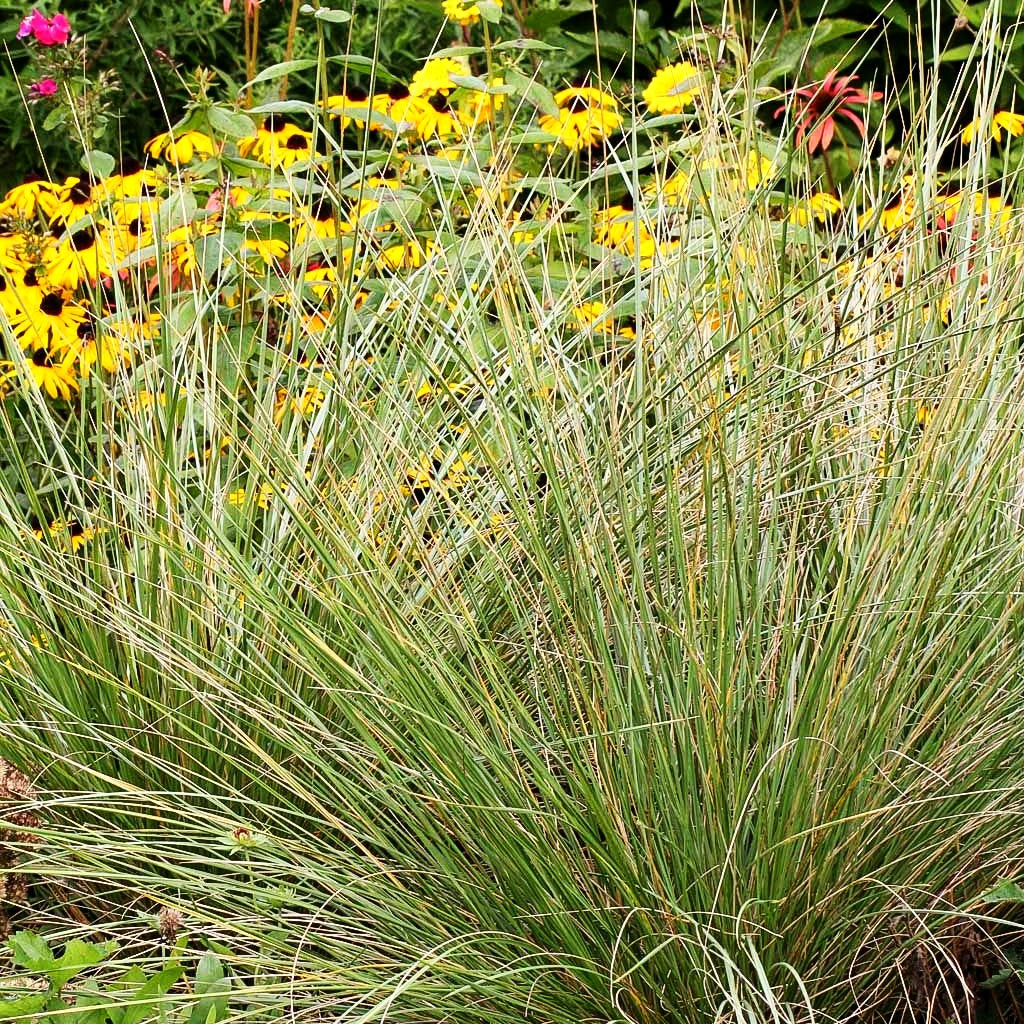 Atlas-Schwingel (Festuca mairei)