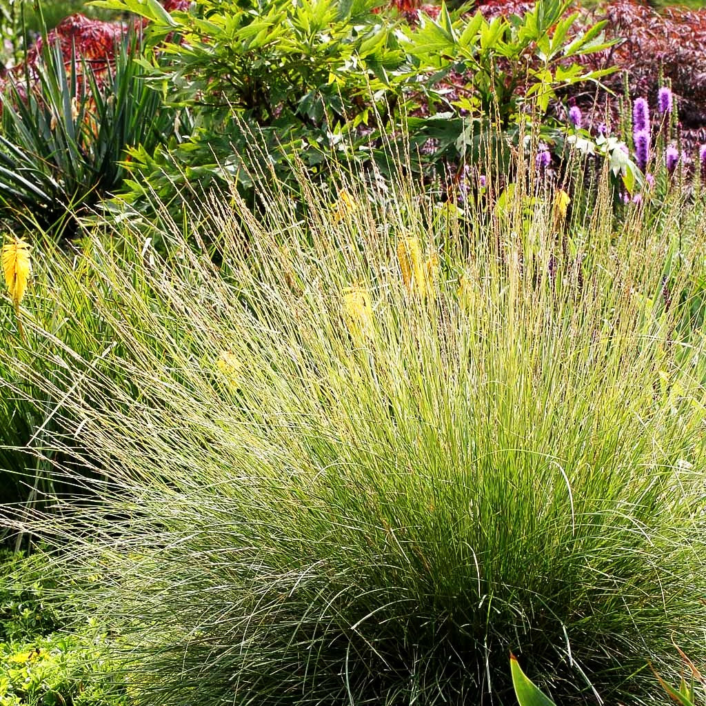 Atlas-Schwingel (Festuca mairei)