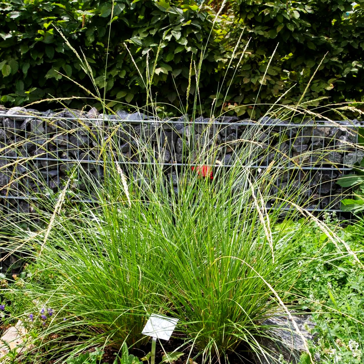 Atlas-Schwingel (Festuca mairei)