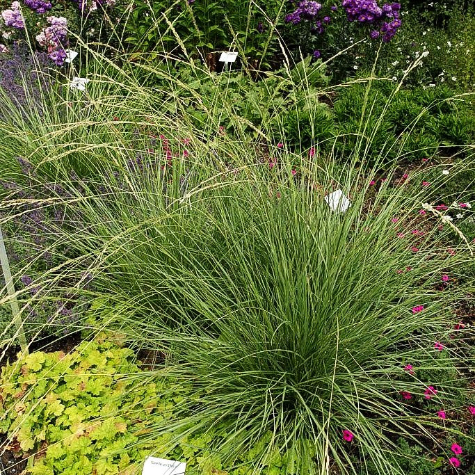 Atlas-Schwingel (Festuca mairei)