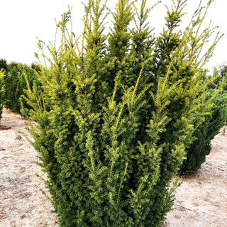 Aufrechte Gold-Eibe 'Golden Crown' (Taxus baccata)