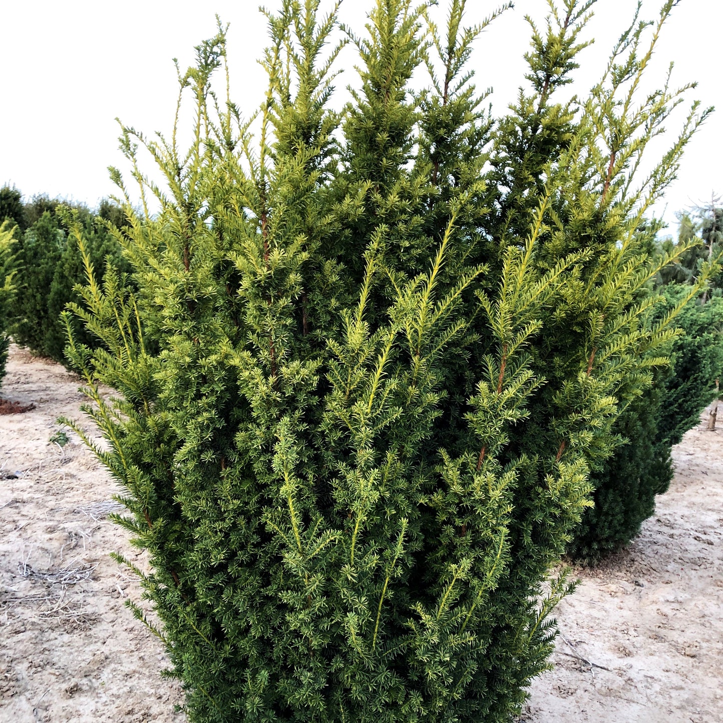 Aufrechte Gold-Eibe 'Golden Crown' (Taxus baccata)