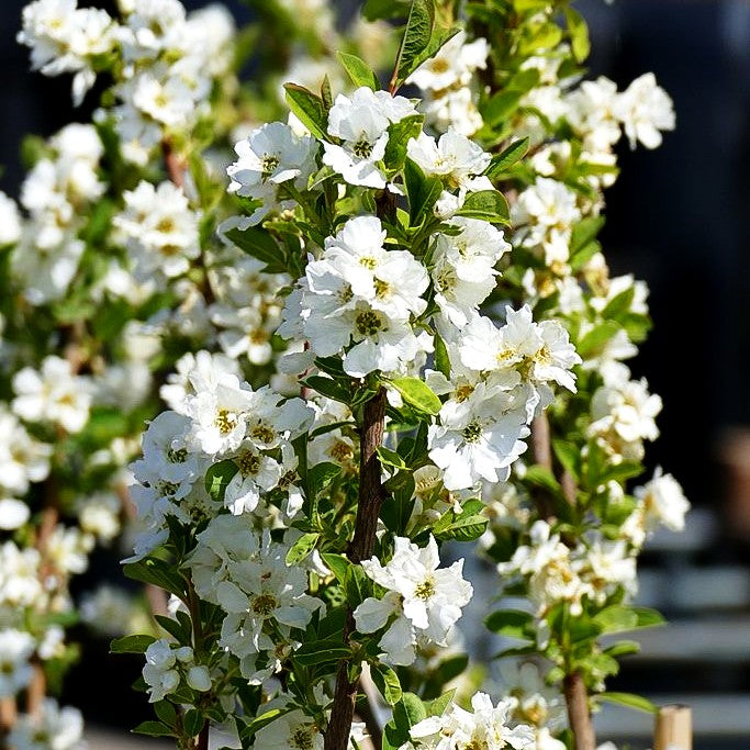 Aufrechte Prunkspiere 'Magical Springtime' (Exochorda racemosa)