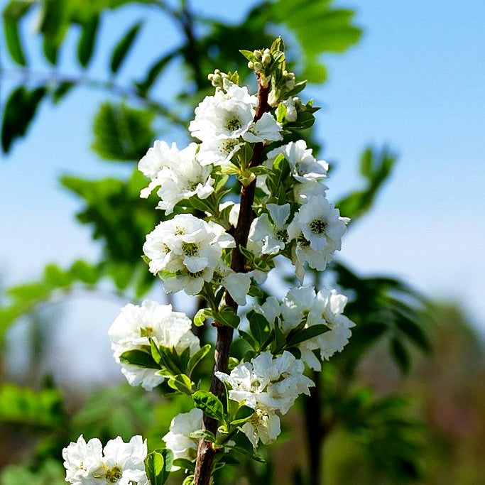 Aufrechte Prunkspiere 'Magical Springtime' (Exochorda racemosa)