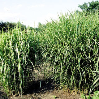Aufrechter Zebraschilf 'Strictus' (Miscanthus sinensis)